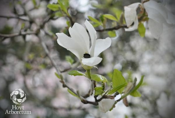 Magnolia kobus - Kobus Magnolia