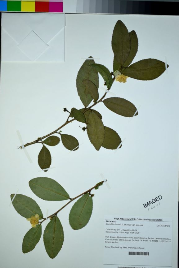 Camellia sinensis var. sinensis