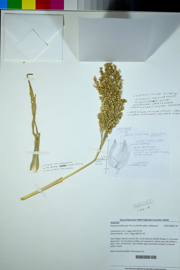 Panicum miliaceum subsp. miliaceum