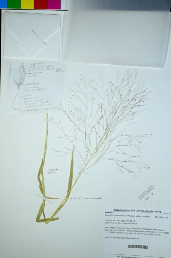 Panicum capillare subsp. capillare