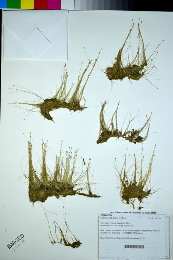 Eleocharis acicularis - needle spikerush, needle spikesedge