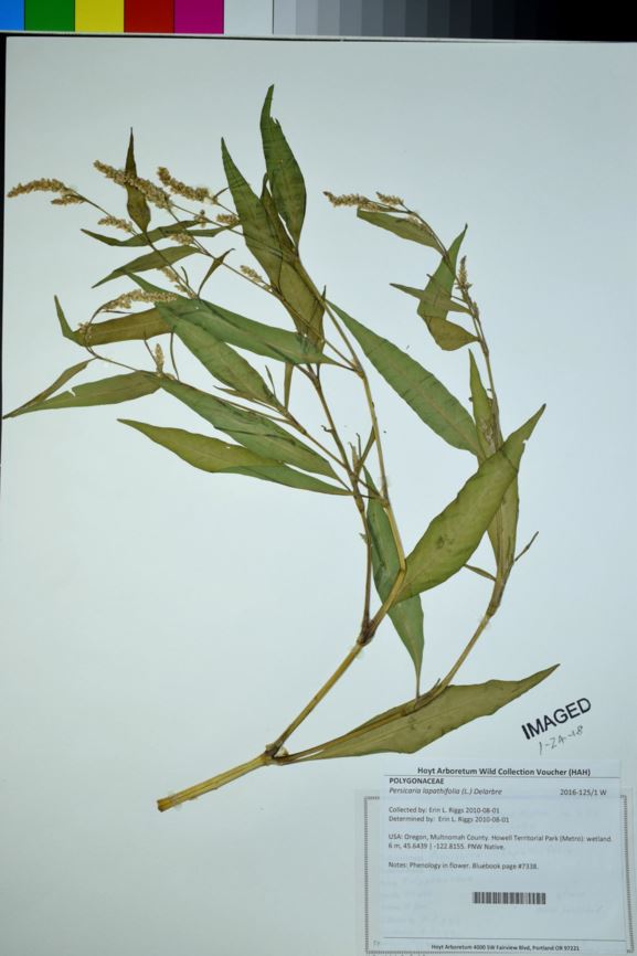 Persicaria lapathifolia - curlytop knotweed