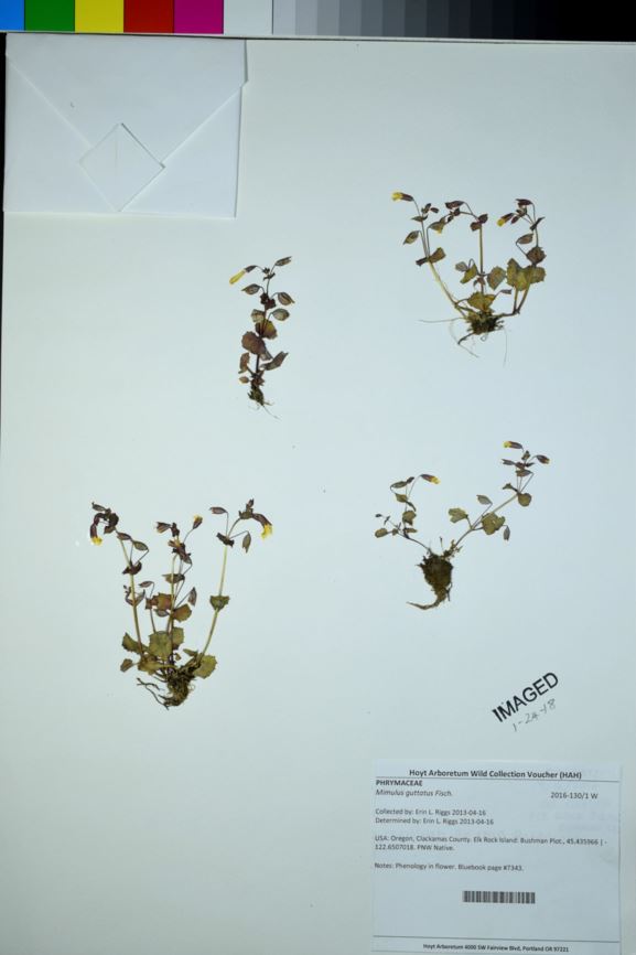 Mimulus guttatus - common monkeyflower, seep monkeyflower