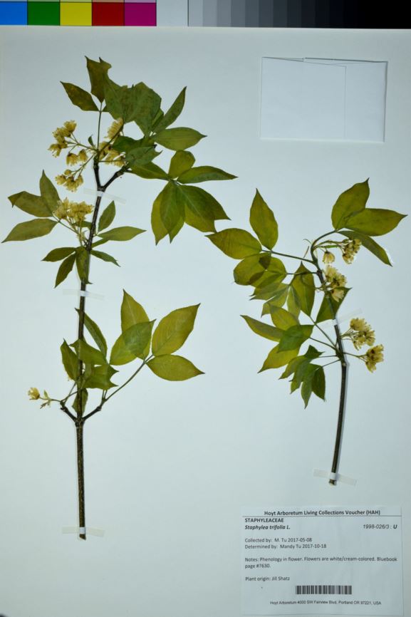 Staphylea trifolia - American Bladdernut