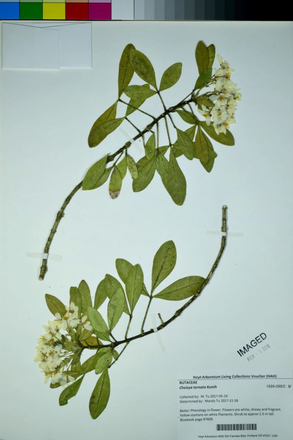 Choisya ternata - Mexican orange