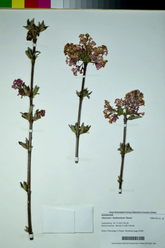 Viburnum × bodnantense 'Dawn' - dawn viburnum