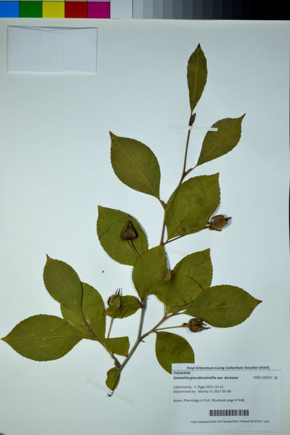 Stewartia pseudocamellia var. koreana - Korean stewartia