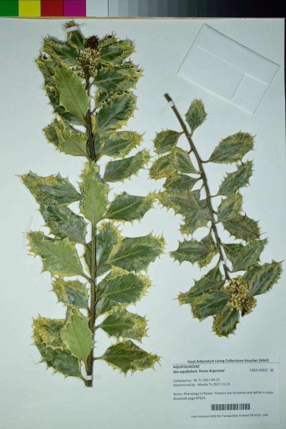 Ilex aquifolium 'Ferox Argentea'