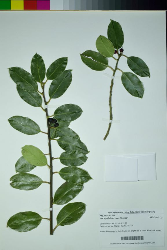 Ilex aquifolium 'Scotica'