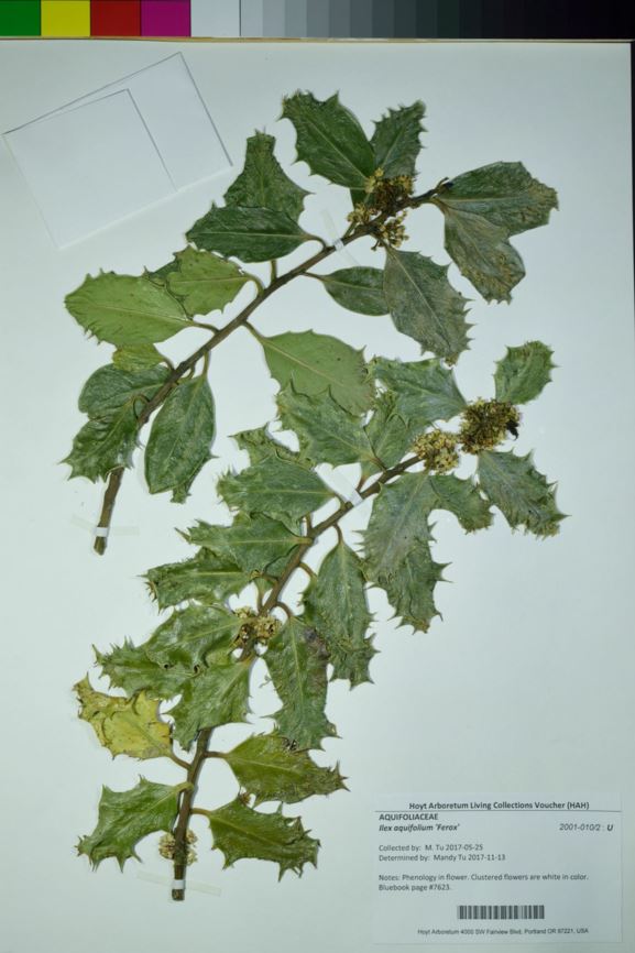 Ilex aquifolium 'Ferox'