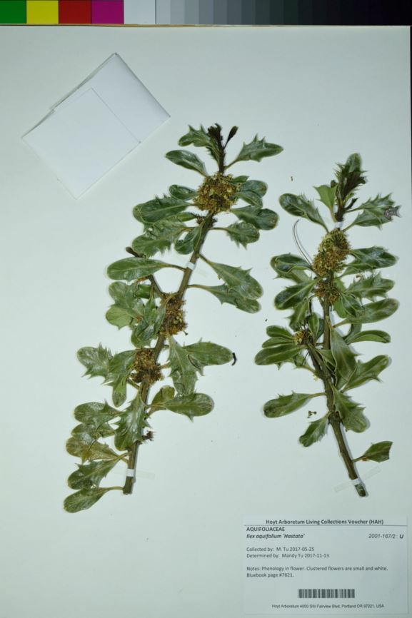 Ilex aquifolium 'Hastata'
