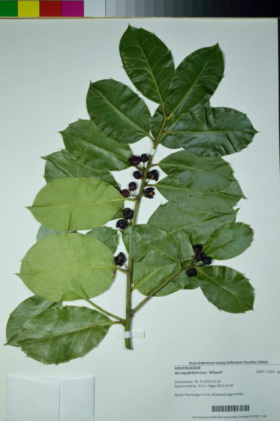 Ilex aquifolium 'Wilsonii'