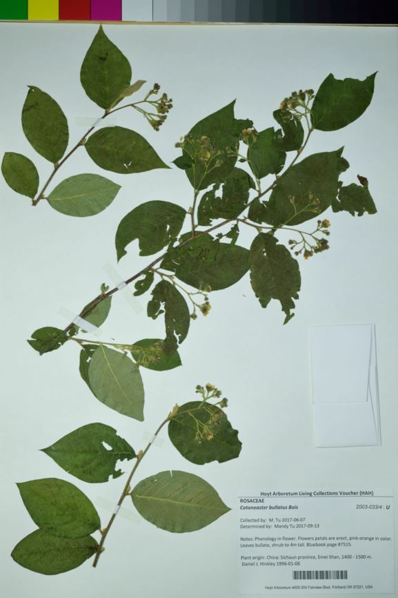 Cotoneaster bullatus - hollyberry cotoneaster