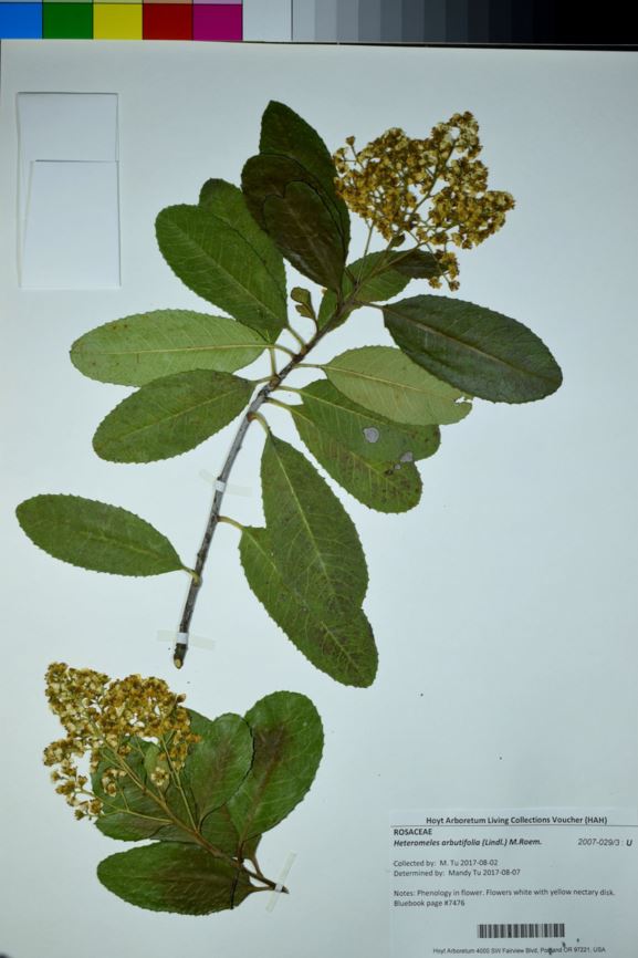 Heteromeles arbutifolia - Christmas berry, toyon