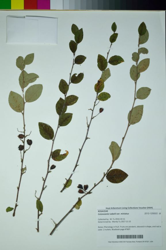 Cotoneaster zabelii var. miniatus