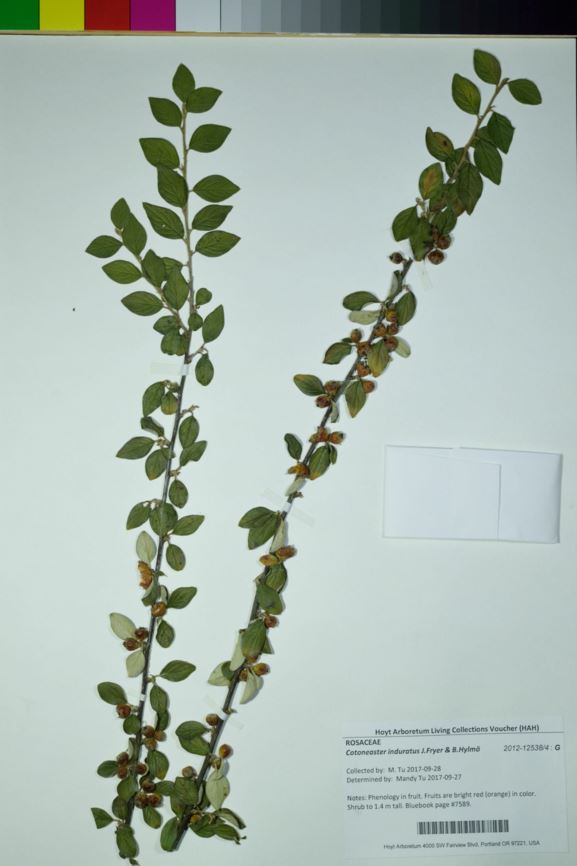 Cotoneaster induratus