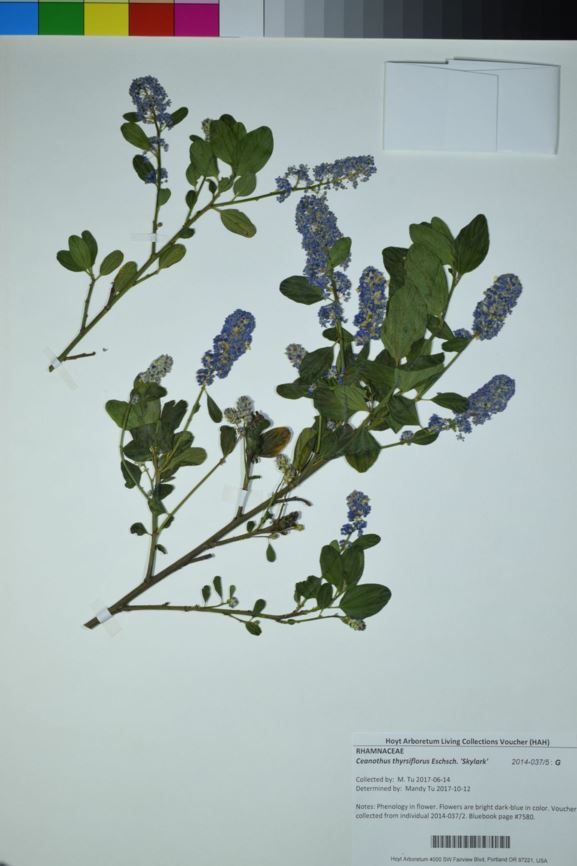 Ceanothus thyrsiflorus 'Skylark' - blue blossom ceanothus, blueblossom