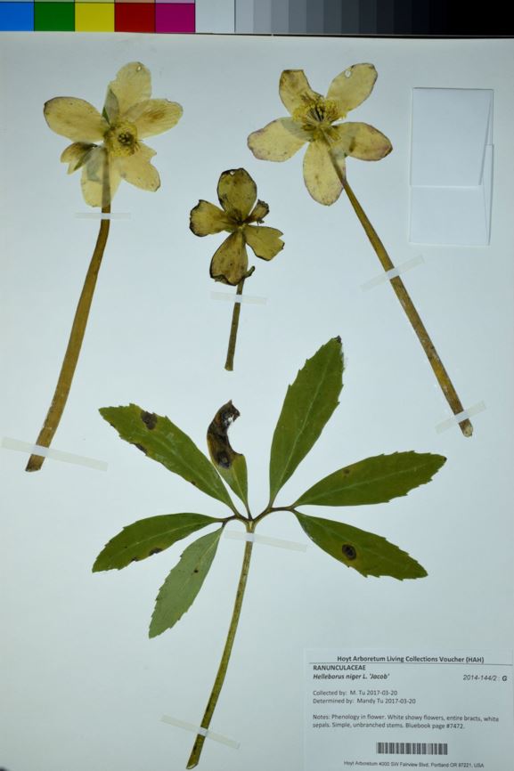 Helleborus niger 'Jacob' - Gold Collection Hellebore