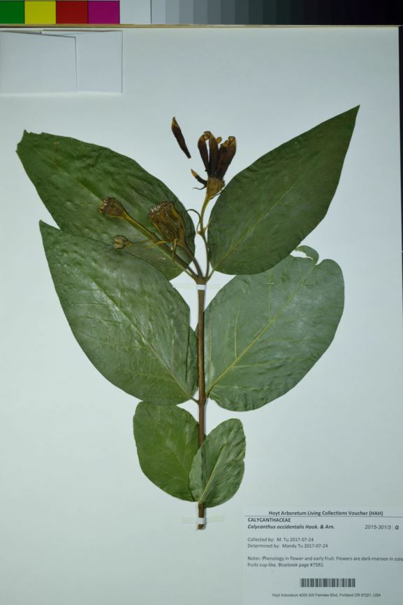 Calycanthus occidentalis - California-allspice, California spicebush, western sweetshrub