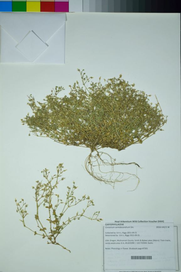 Cerastium semidecandrum - five-stamen mouse-ear chickweed, little mouse-ear