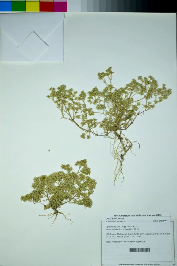Scleranthus annuus - German knotgrass, knawel