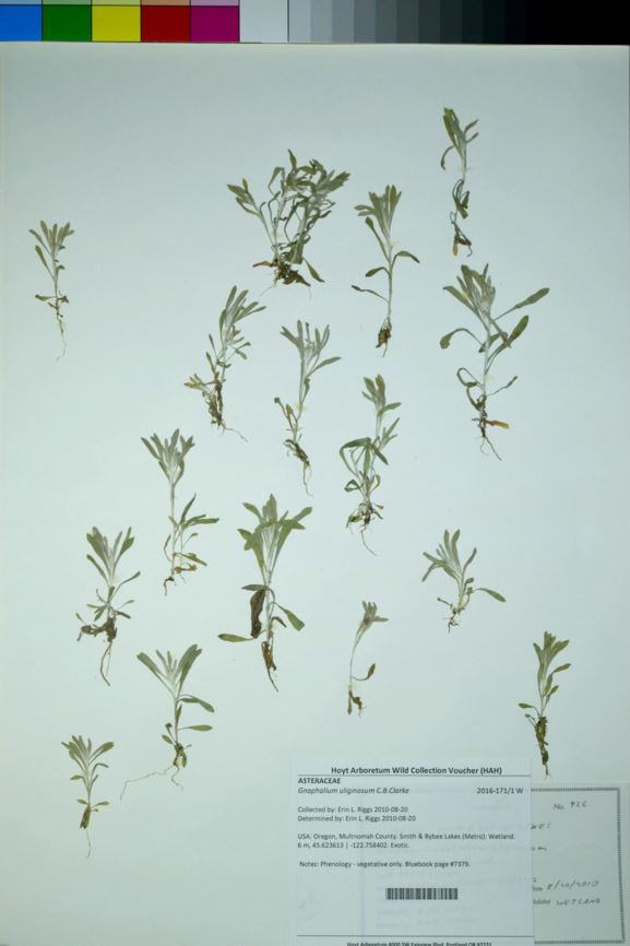 Gnaphalium uliginosum - marsh cudweed
