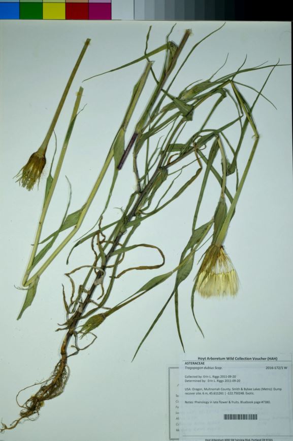 Tragopogon dubius - yellow salsify