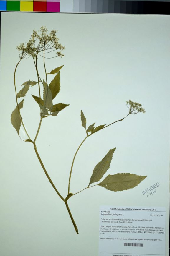 Aegopodium podagraria - gout weed, bishop's gout weed