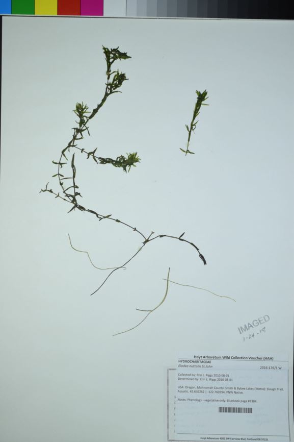 Elodea nuttallii - Nuttall's waterweed, western waterweed