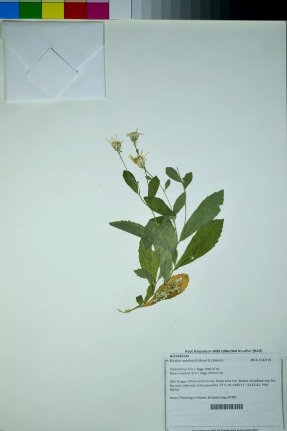 Eurybia radulina - rough leaved aster