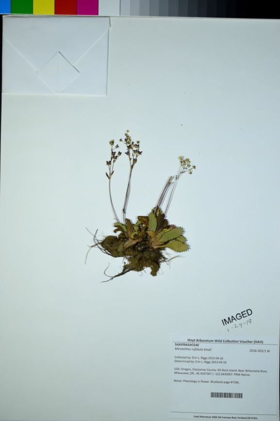 Micranthes rufidula - rusty haired saxifrage