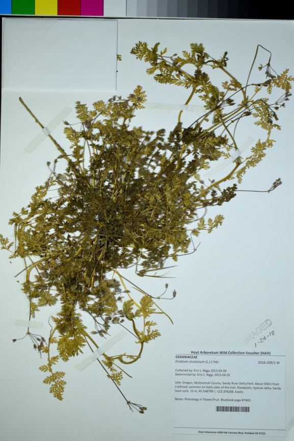 Erodium cicutarium - African filaree, red-stemmed filaree