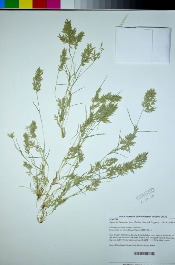 Eragrostis hypnoides - creeping lovegrass, teal love grass, teal lovegrass