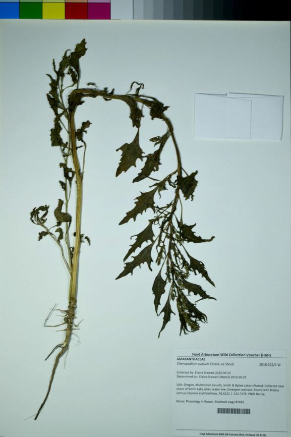 Chenopodium rubrum - red goosefoot, low goosefoot