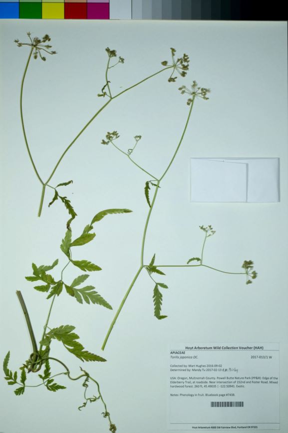 Torilis japonica - erect hedgeparsley