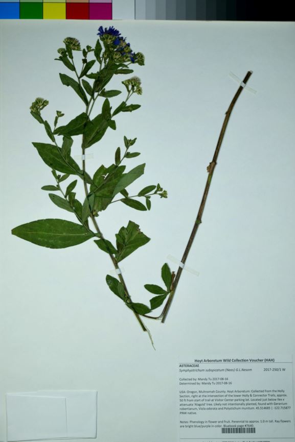 Symphyotrichum subspicatum - Douglas aster
