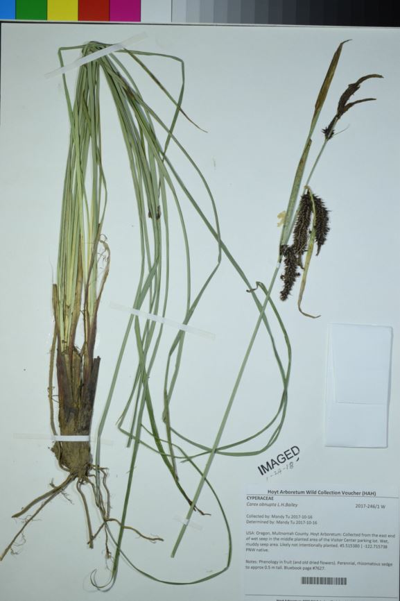 Carex obnupta - slough sedge