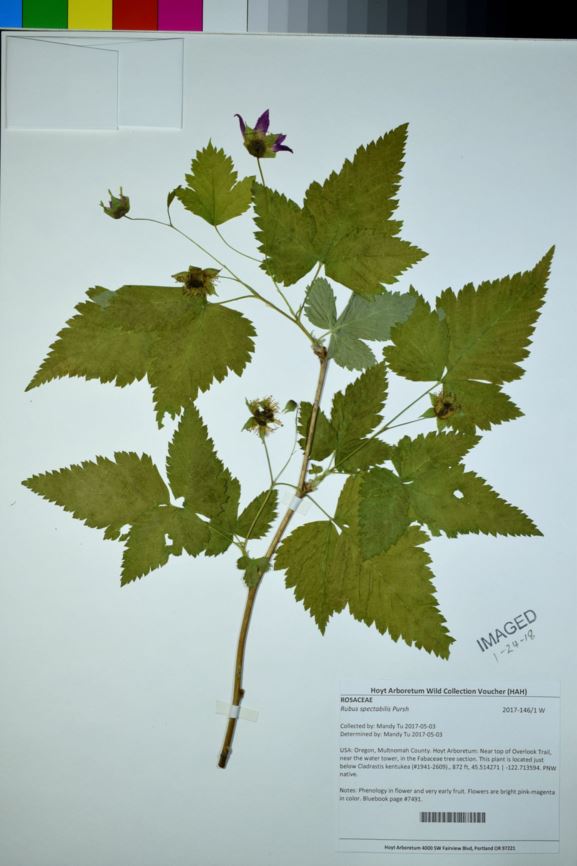 Rubus spectabilis - Salmonberry, Salmonberry