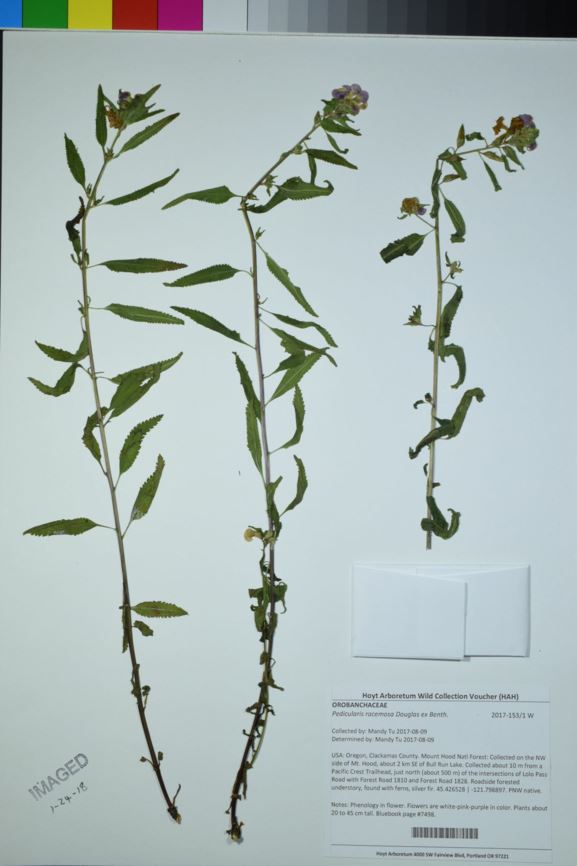 Pedicularis racemosa - white sickletop lousewort, parrot's-beak, sickletop lousewort