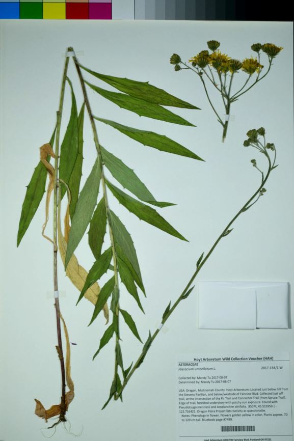 Hieracium umbellatum - narrowleaf hawkweed, Canadian hawkweed, smooth hawkweed, Kalm's hawkweed, narrow-leaf hawkweed