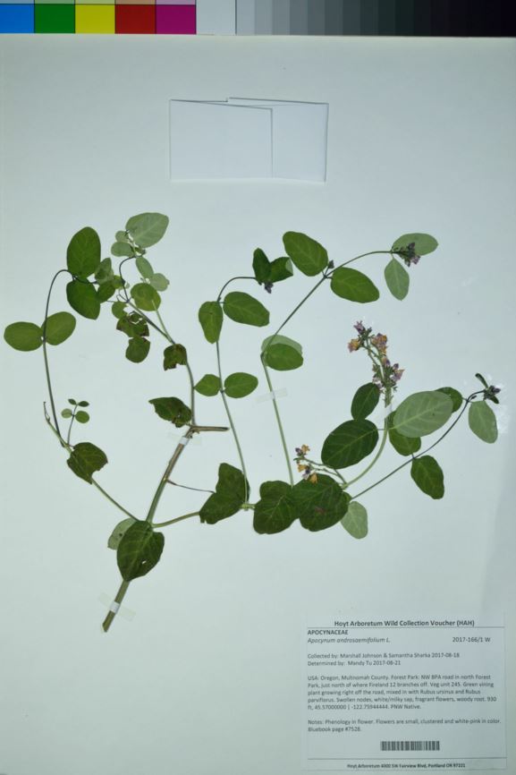 Apocynum androsaemifolium - bitterroot, flytrap dogbane, spreading dogbane