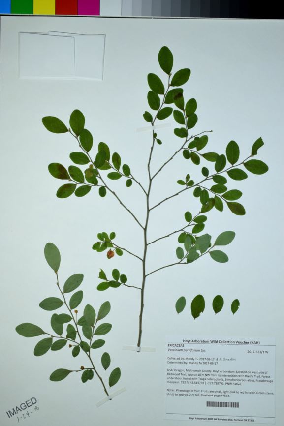 Vaccinium parvifolium - Red Huckleberry