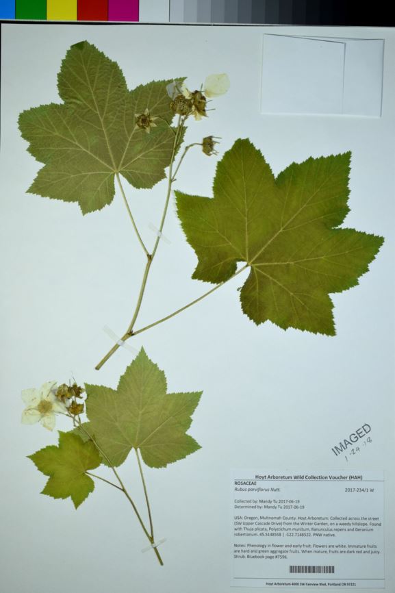 Rubus parviflorus - western thimbleberry, thimbleberr