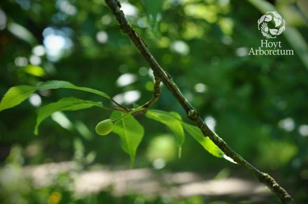 Prunus serrula - birchbark cherry, paperbark cherry, redbark cherry, 细齿樱桃 xi chi ying tao