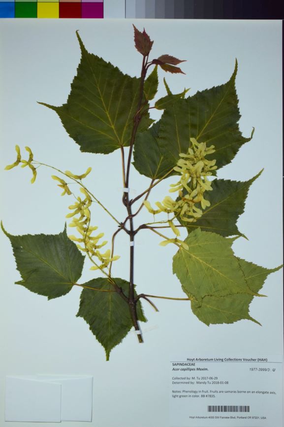Acer capillipes - Red Snake Bark Maple