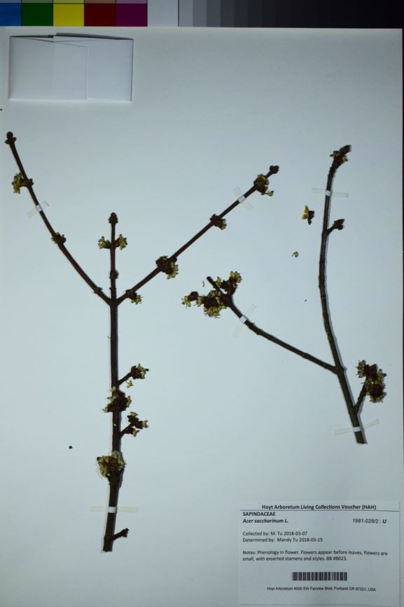 Acer saccharinum - Silver Maple