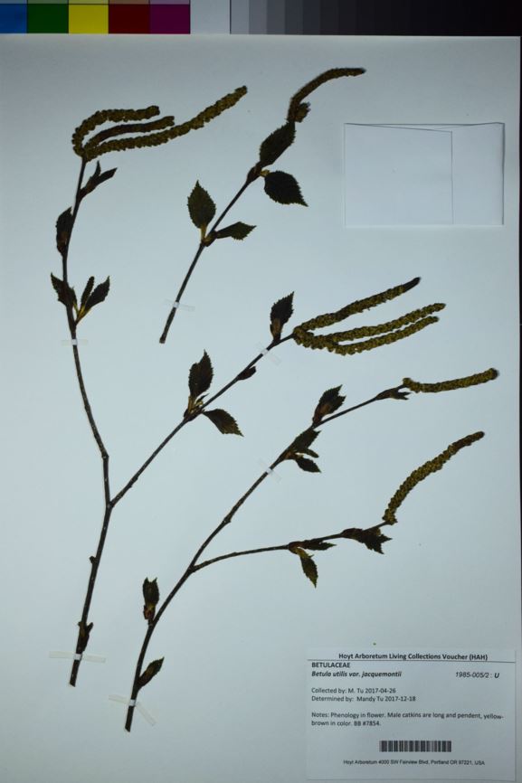 Betula utilis var. jacquemontii - White Barked Himalayan Birch
