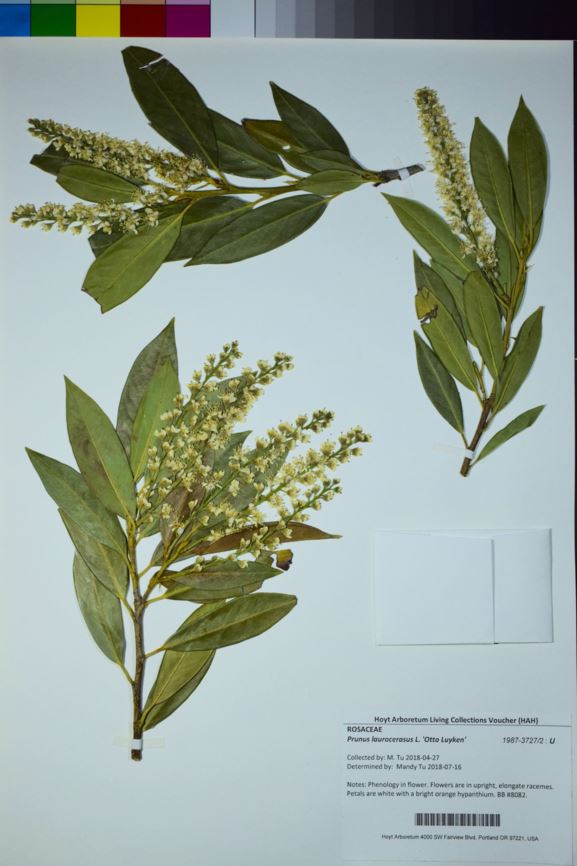 Prunus laurocerasus 'Otto Luyken' - cherry laurel, English laurel