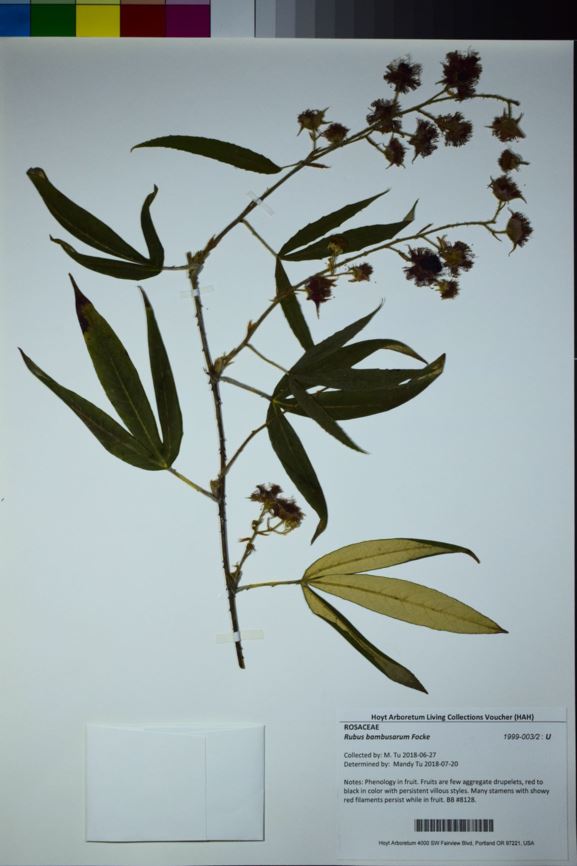Rubus bambusarum Bambooleaved Raspberry Hoyt Arboretum, Portland