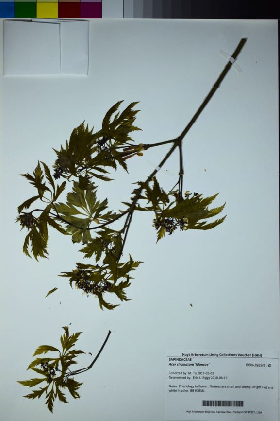 Acer circinatum 'Monroe'